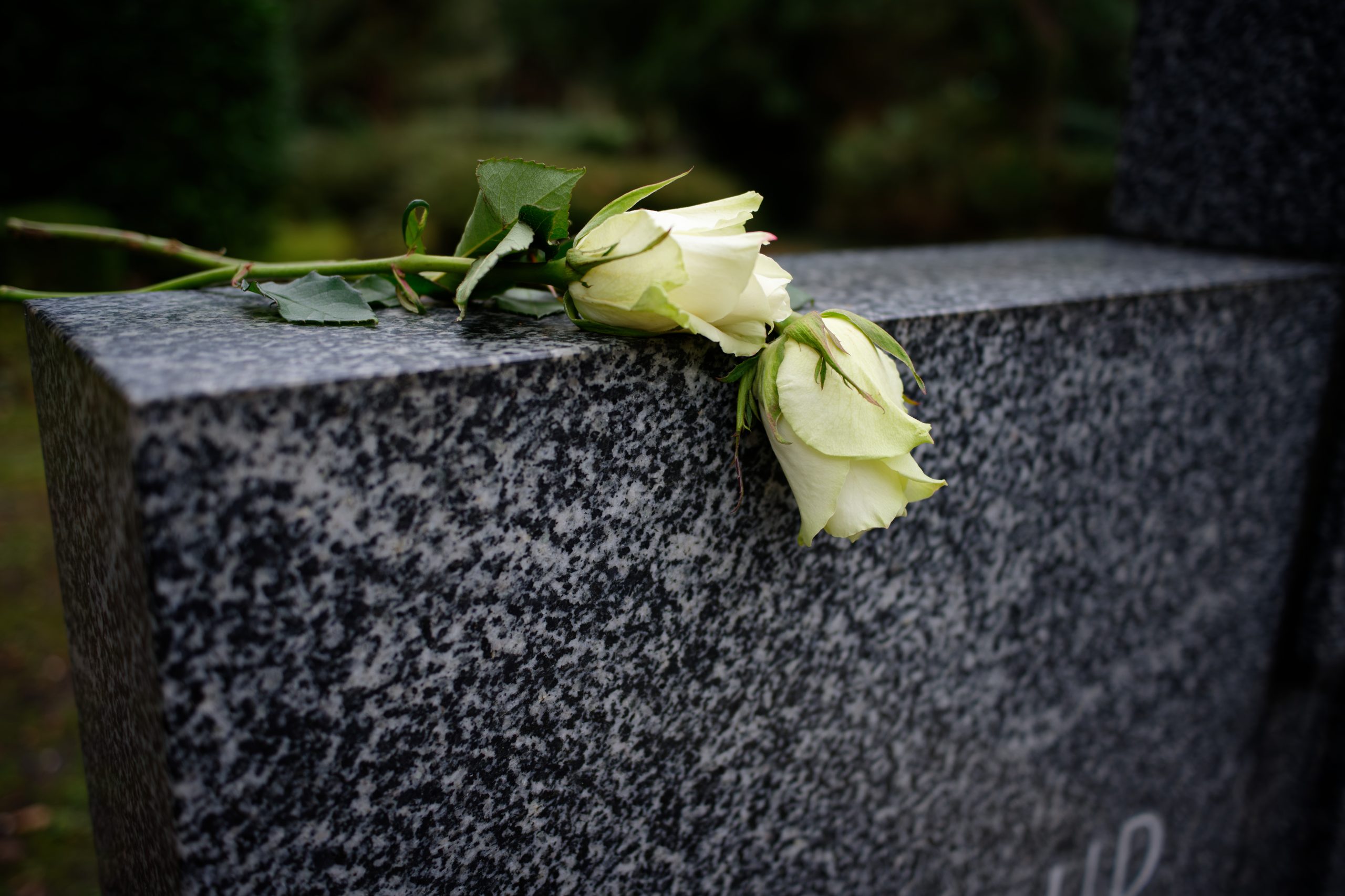 Two white roses placed on top of a gravestone in a cemetery.